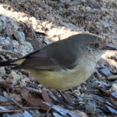 Acanthiza reguloides (Buff-rumped Thornbill) at Sutton, NSW - 18 Apr 2020 by Whirlwind