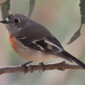 Petroica boodang at Sutton, NSW - 18 Apr 2020