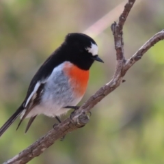 Petroica boodang (Scarlet Robin) at Sutton, NSW - 18 Apr 2020 by Whirlwind