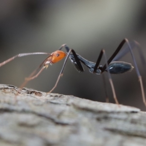 Leptomyrmex erythrocephalus at Quaama, NSW - 3 May 2020