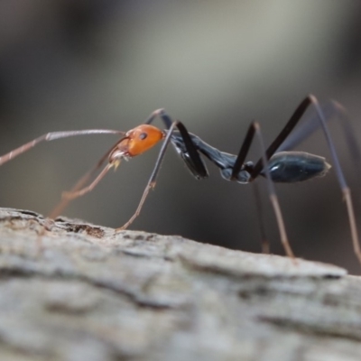 Leptomyrmex erythrocephalus (Spider ant) at Quaama, NSW - 3 May 2020 by FionaG