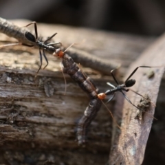 Leptomyrmex erythrocephalus at Quaama, NSW - 3 May 2020