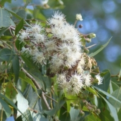 Angophora floribunda (Apple, Rough-barked Apple) at Black Range, NSW - 3 May 2020 by MatthewHiggins