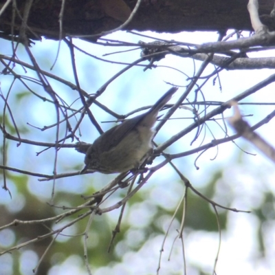 Acanthiza pusilla (Brown Thornbill) at Black Range, NSW - 3 May 2020 by MatthewHiggins