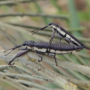 Rhinotia phoenicoptera at Tuggeranong DC, ACT - 15 Jan 2020