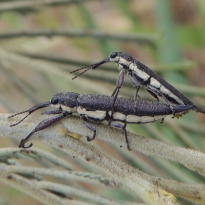 Rhinotia phoenicoptera (Belid weevil) at Bullen Range - 15 Jan 2020 by michaelb