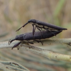 Rhinotia phoenicoptera at Tuggeranong DC, ACT - 15 Jan 2020