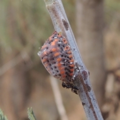 Icerya acaciae (Acacia mealy bug) at Tuggeranong DC, ACT - 15 Jan 2020 by MichaelBedingfield