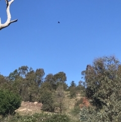 Aquila audax (Wedge-tailed Eagle) at Stromlo, ACT - 24 Apr 2020 by EggShell