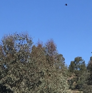 Aquila audax at Stromlo, ACT - 24 Apr 2020