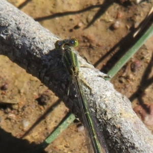 Ischnura aurora at Amaroo, ACT - 3 May 2020 11:38 AM