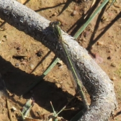 Ischnura aurora at Amaroo, ACT - 3 May 2020