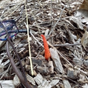 Phallus rubicundus at Spence, ACT - 14 Apr 2020