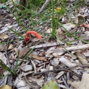 Phallus rubicundus at Spence, ACT - 14 Apr 2020