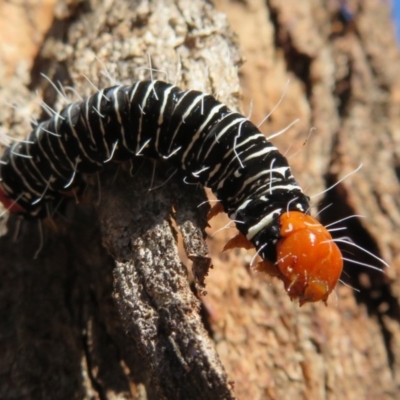 Comocrus behri (Mistletoe Day Moth) at Mulligans Flat - 3 May 2020 by Christine