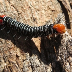 Comocrus behri at Amaroo, ACT - 3 May 2020