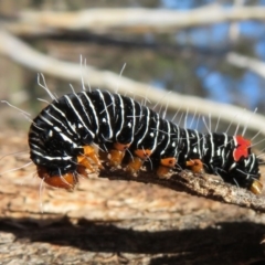 Comocrus behri at Amaroo, ACT - 3 May 2020 12:10 PM