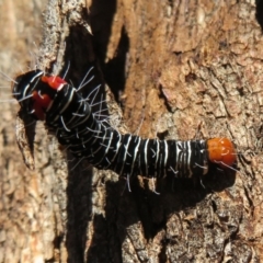 Comocrus behri at Amaroo, ACT - 3 May 2020