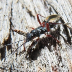 Daerlac cephalotes (Ant Mimicking Seedbug) at Mulligans Flat - 3 May 2020 by Christine
