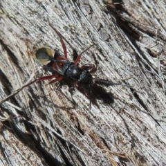 Daerlac cephalotes at Amaroo, ACT - 3 May 2020 12:05 PM