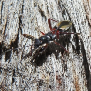 Daerlac cephalotes at Amaroo, ACT - 3 May 2020 12:05 PM