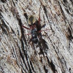 Daerlac cephalotes at Amaroo, ACT - 3 May 2020 12:05 PM