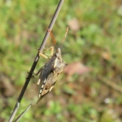 Oechalia schellenbergii (Spined Predatory Shield Bug) at Mulligans Flat - 3 May 2020 by Christine