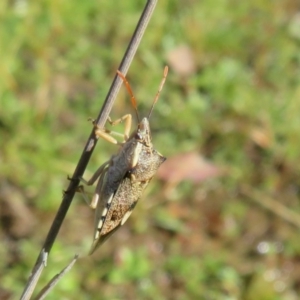 Oechalia schellenbergii at Amaroo, ACT - 3 May 2020