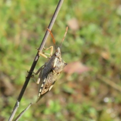 Oechalia schellenbergii (Spined Predatory Shield Bug) at Mulligans Flat - 3 May 2020 by Christine