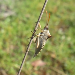 Oechalia schellenbergii at Amaroo, ACT - 3 May 2020