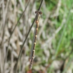 Austrolestes leda (Wandering Ringtail) at Mulligans Flat - 3 May 2020 by Christine