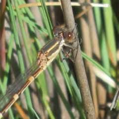 Austrolestes leda at Amaroo, ACT - 3 May 2020