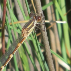 Austrolestes leda at Amaroo, ACT - 3 May 2020