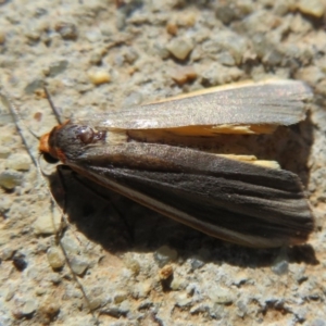 Palaeosia bicosta at Amaroo, ACT - 3 May 2020