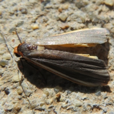 Palaeosia bicosta (Two-ribbed Footman) at Amaroo, ACT - 3 May 2020 by Christine