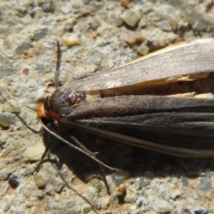 Palaeosia bicosta at Amaroo, ACT - 3 May 2020