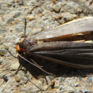 Palaeosia bicosta at Amaroo, ACT - 3 May 2020