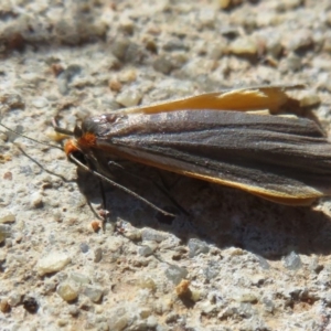 Palaeosia bicosta at Amaroo, ACT - 3 May 2020