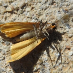 Palaeosia bicosta at Amaroo, ACT - 3 May 2020