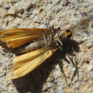 Palaeosia bicosta at Amaroo, ACT - 3 May 2020