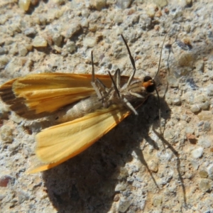 Palaeosia bicosta at Amaroo, ACT - 3 May 2020