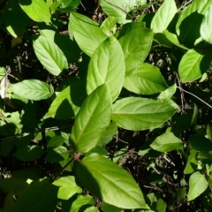 Lonicera japonica (Japanese Honeysuckle) at Theodore, ACT - 4 May 2020 by owenh