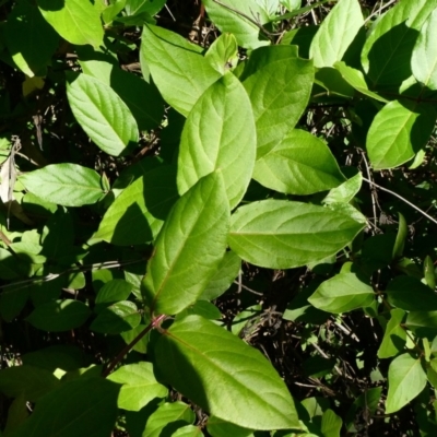 Lonicera japonica (Japanese Honeysuckle) at Theodore, ACT - 4 May 2020 by owenh