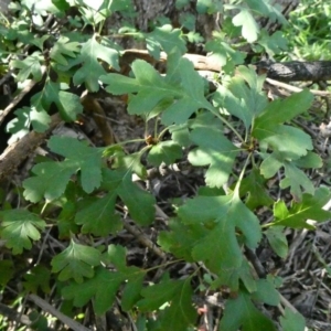 Crataegus monogyna at Theodore, ACT - 4 May 2020