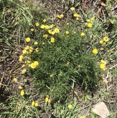 Xerochrysum viscosum (Sticky Everlasting) at Cooleman Ridge - 4 May 2020 by EggShell