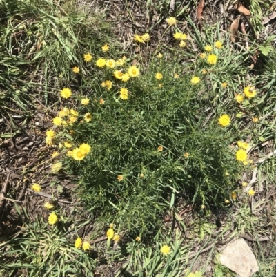 Xerochrysum viscosum (Sticky Everlasting) at Stromlo, ACT - 4 May 2020 by EggShell