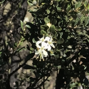 Bursaria spinosa at Stromlo, ACT - 4 May 2020