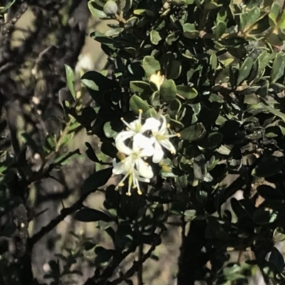 Bursaria spinosa (Native Blackthorn, Sweet Bursaria) at Cooleman Ridge - 4 May 2020 by EggShell