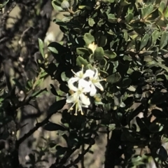 Bursaria spinosa (Native Blackthorn) at Stromlo, ACT - 4 May 2020 by EggShell