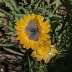 Zizina otis (Common Grass-Blue) at Cooleman Ridge - 4 May 2020 by EggShell